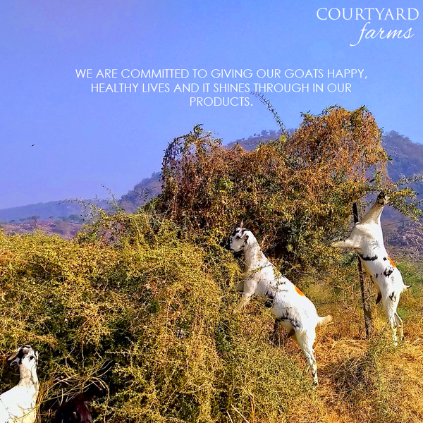 Cover photo of Courtyard Farms – Fresh Goat Milk Supplier